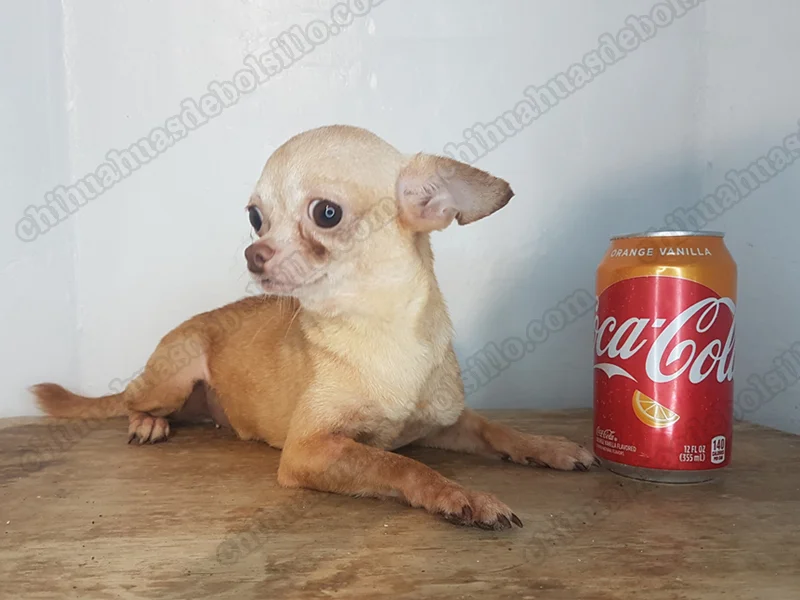 Medidas de un chihuahua mini toy adulto