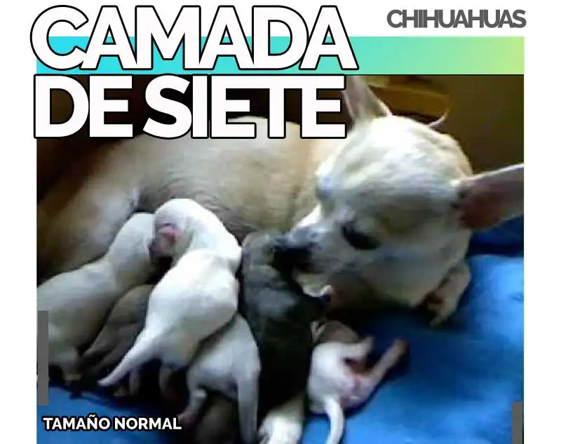 Camada de Chihuahua