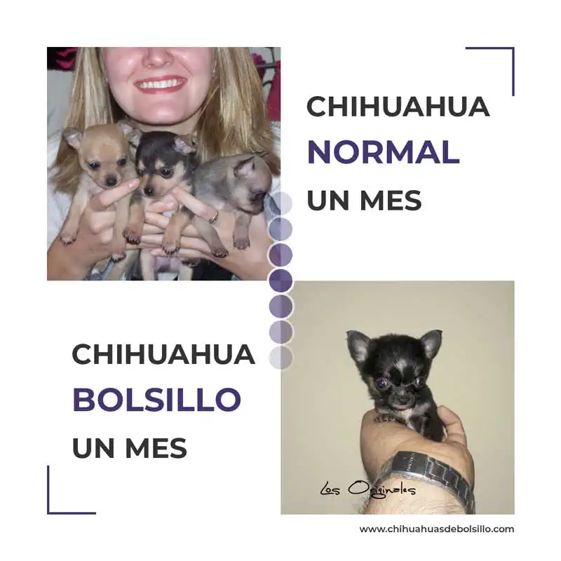 Cuanto mide un chihuahua de un mes