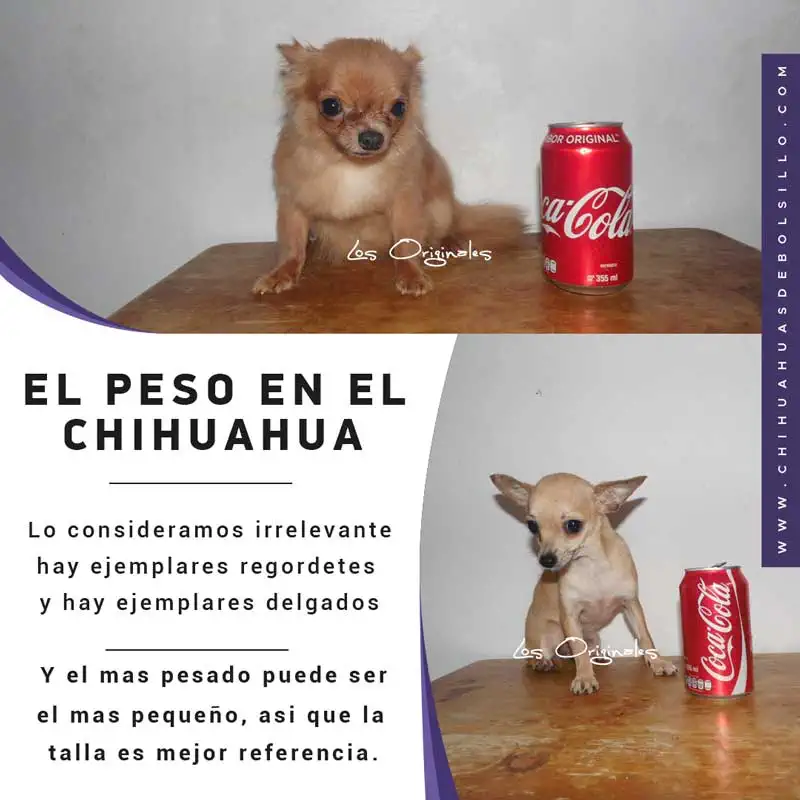 Cuanto puede pesar un chihuahua