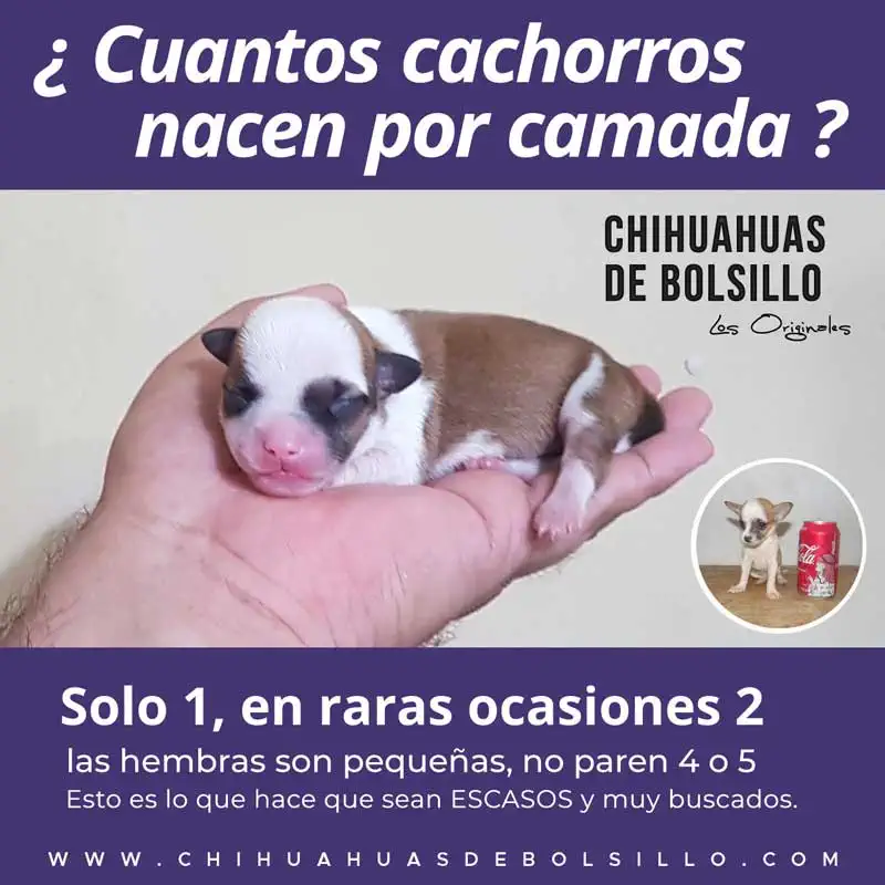 Bebe Chihuahua Mini Toy