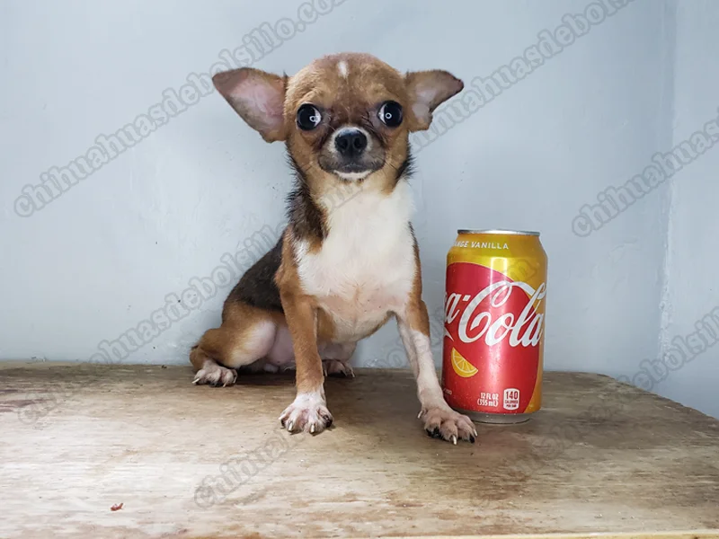 Full grown teacup chihuahua