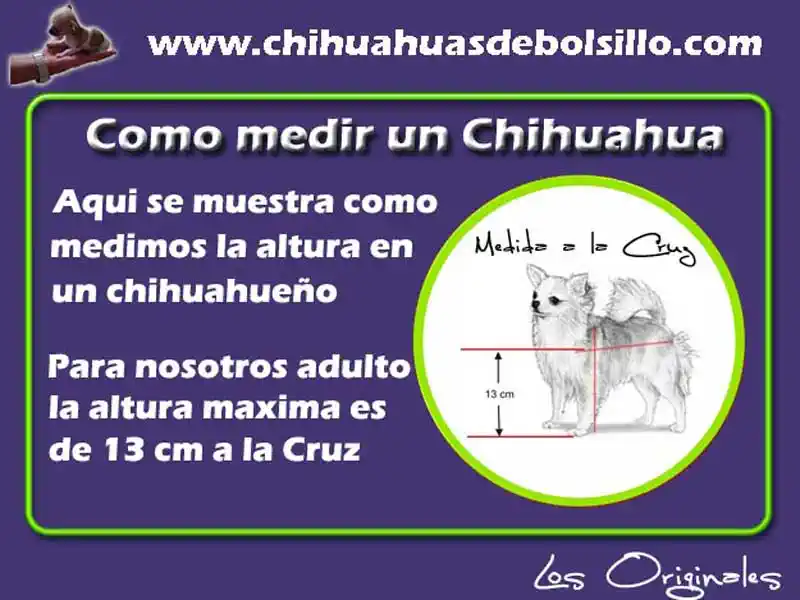 Imagen donde se muestra la medida a la cruz