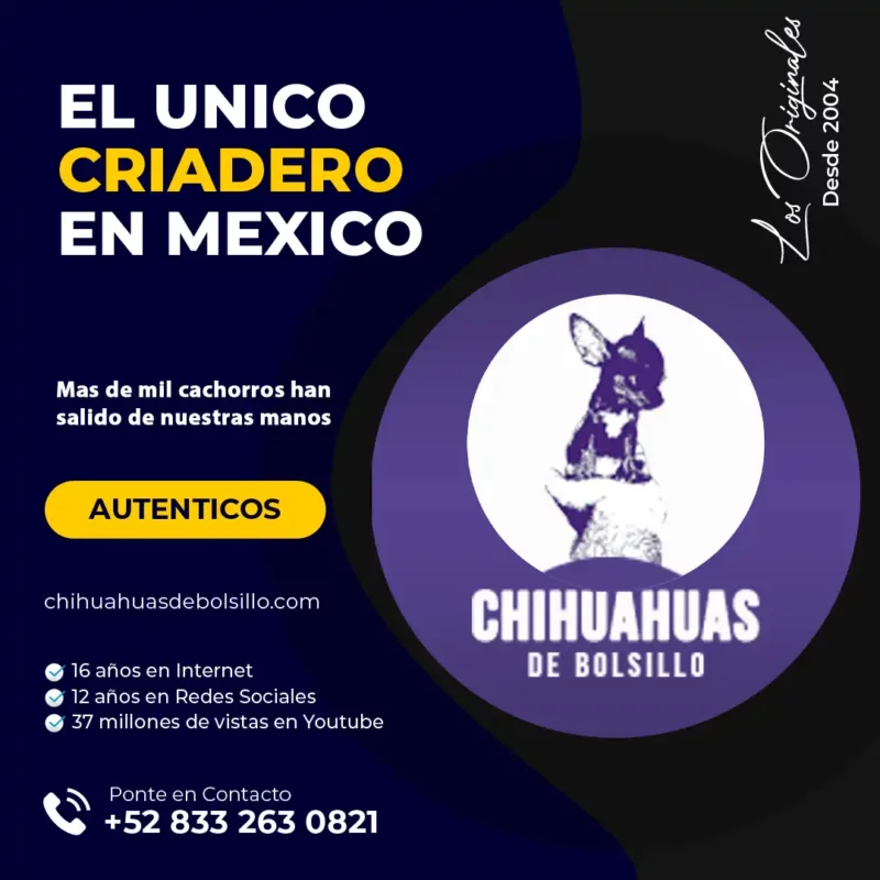 Criadero de Chihuahuas Mini Toy