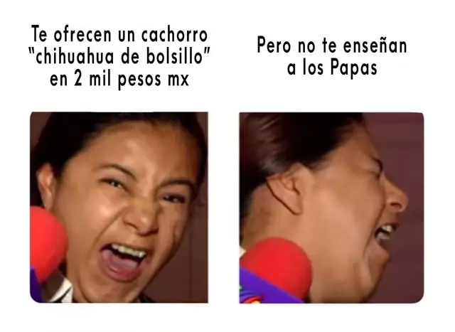 Chihuahua de Bolsillo Barato