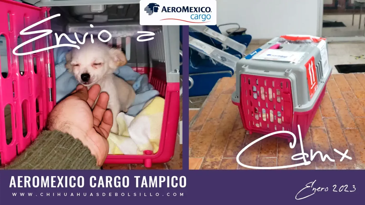 Envio de un Chihuahua Mini Toy Pelo Largo a CDMX