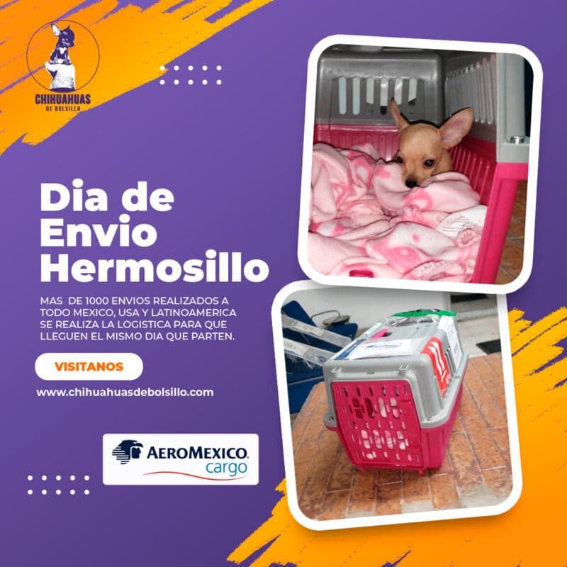 Envio de un Chihuahua Mini Toy a Hermosillo