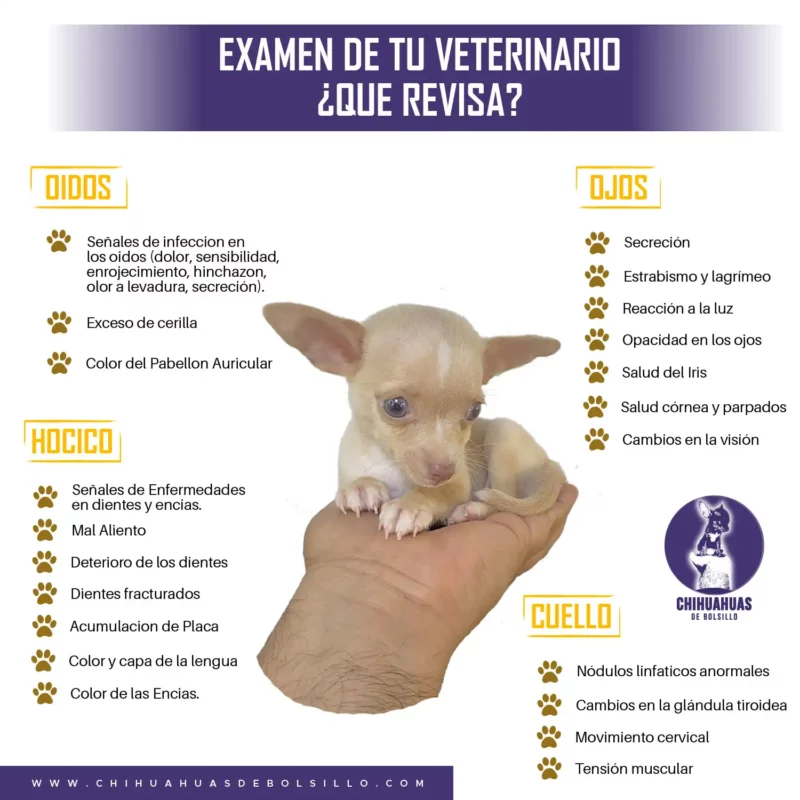 Revision-Veterinario
