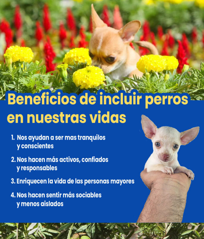 Beneficios de los Perros