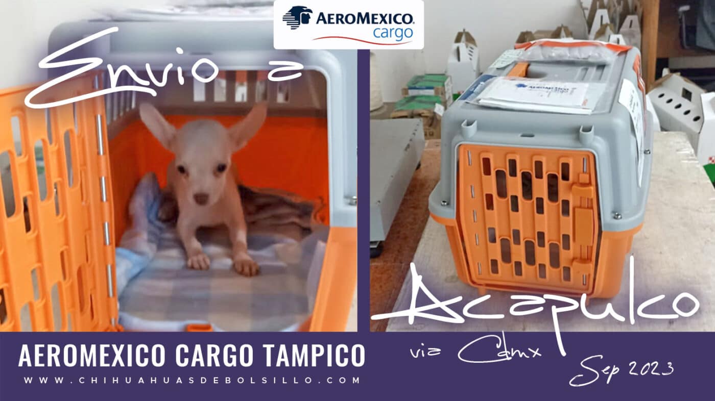 Envio de Chihuahua de Bolsillo Macho Blanco