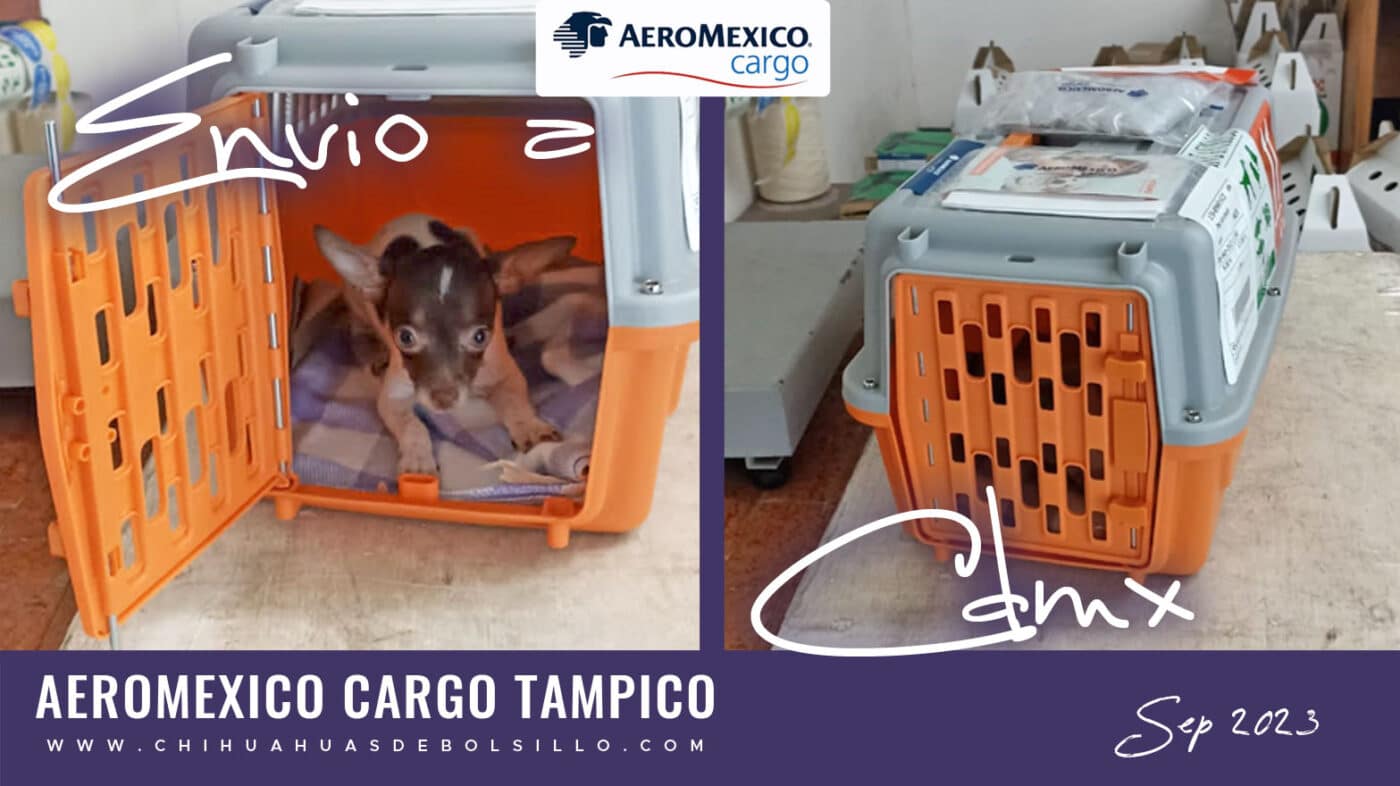 Hembra Vaquita Choco enviada a la CDMX