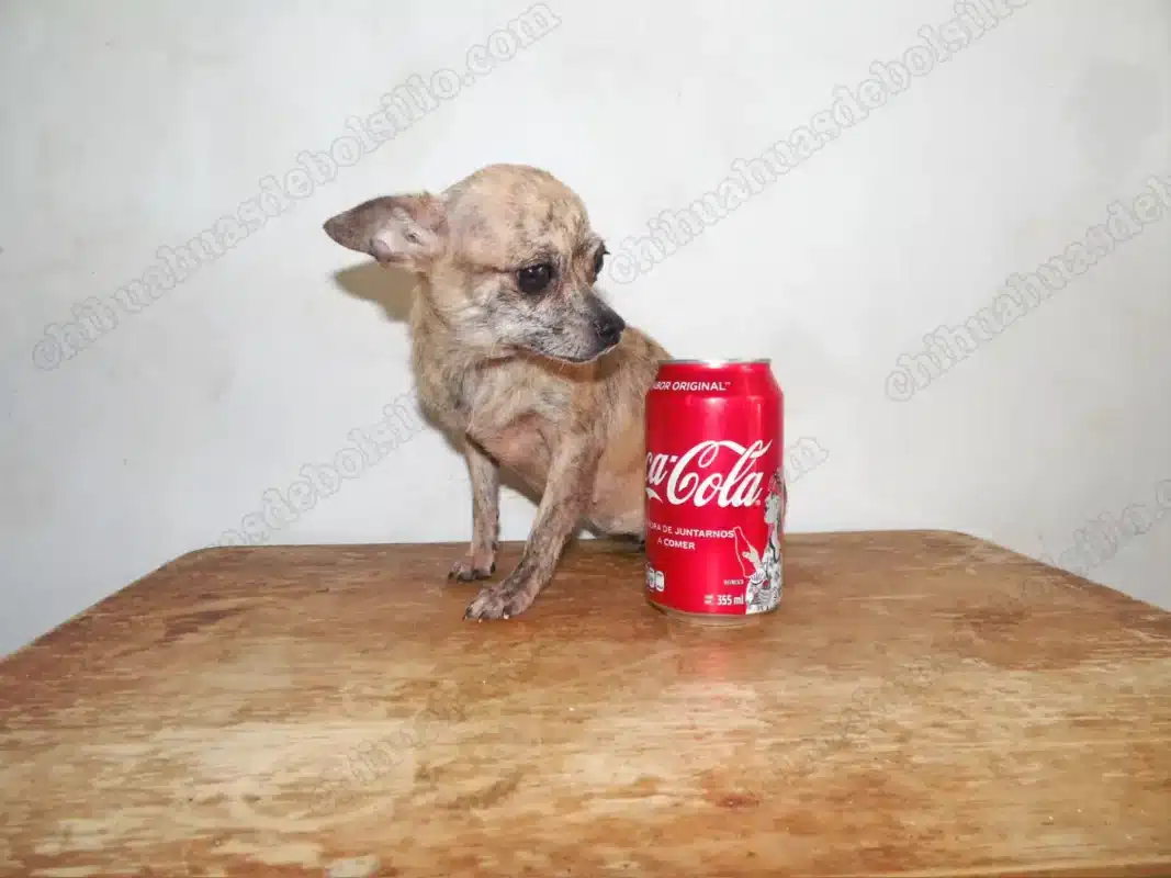 Chihuahua de Bolsillo Adulto