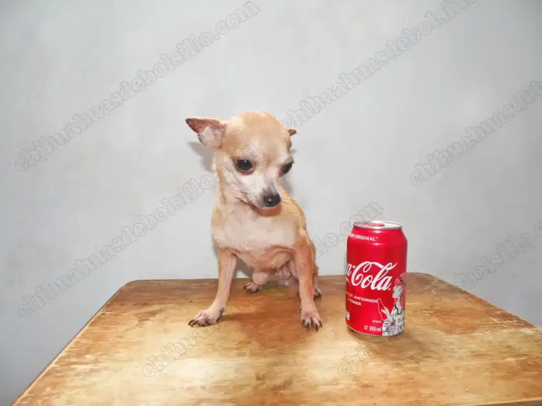Chihuahua de Bolsillo Adulto