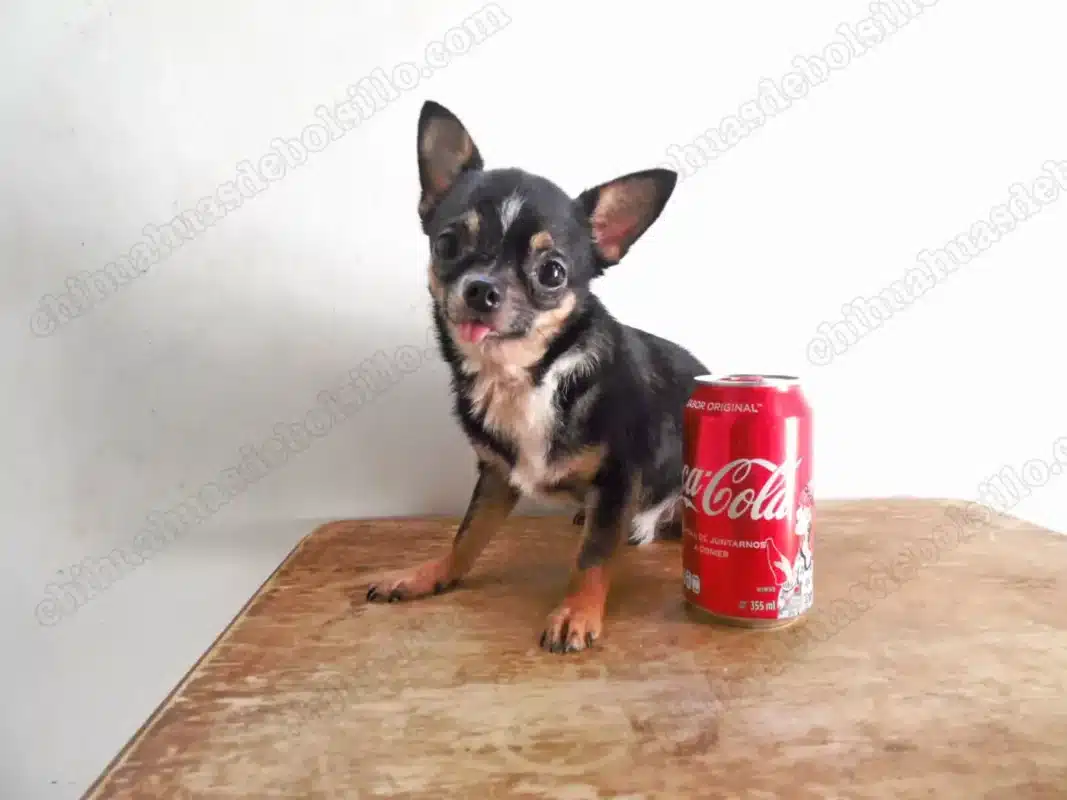 Chihuahua de Bolsillo Adulto