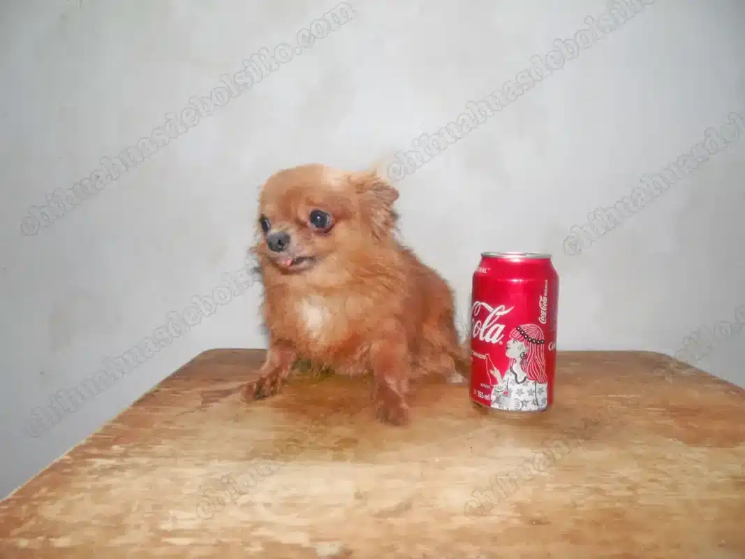 Teacup Chihuahua Adult