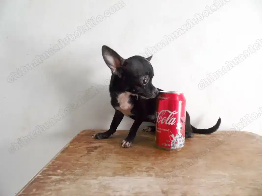 Chihuahua de Bolsillo Adulto