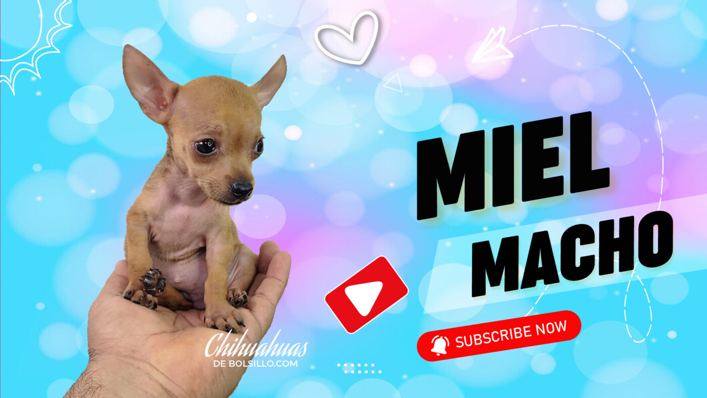 Macho Miel