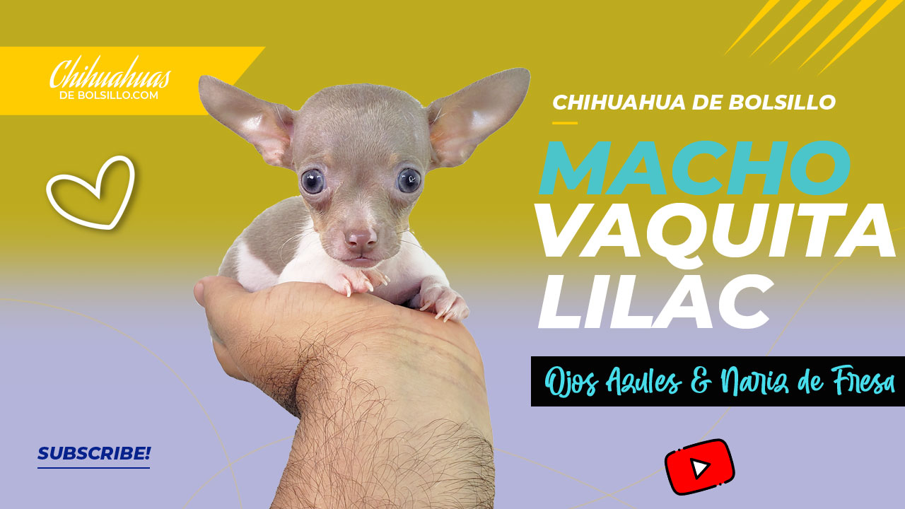 Lilac de Ojos Azules