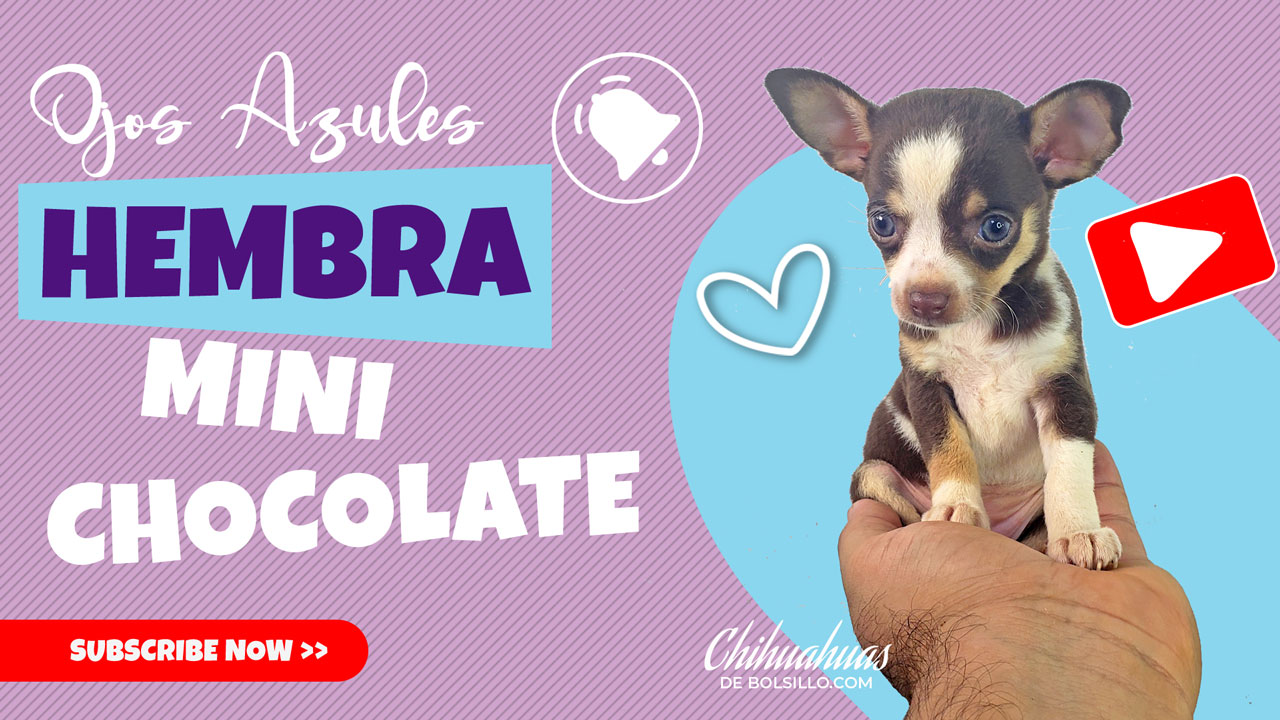Hembra Chocolate Ojos Azules