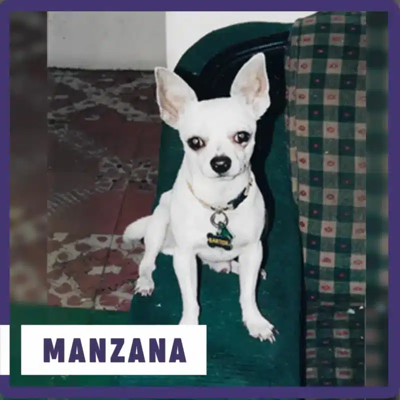 Chihuahua Cabeza de Manzana