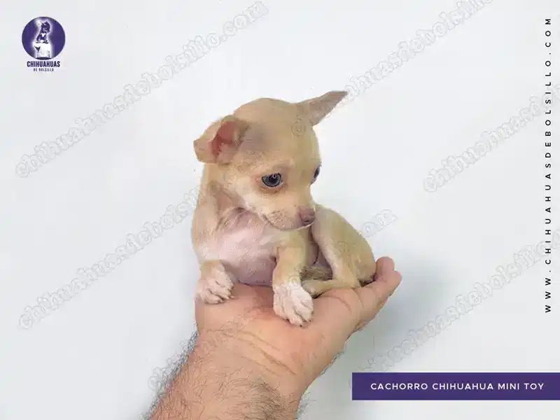Chiguagua Mini Toy Hembra