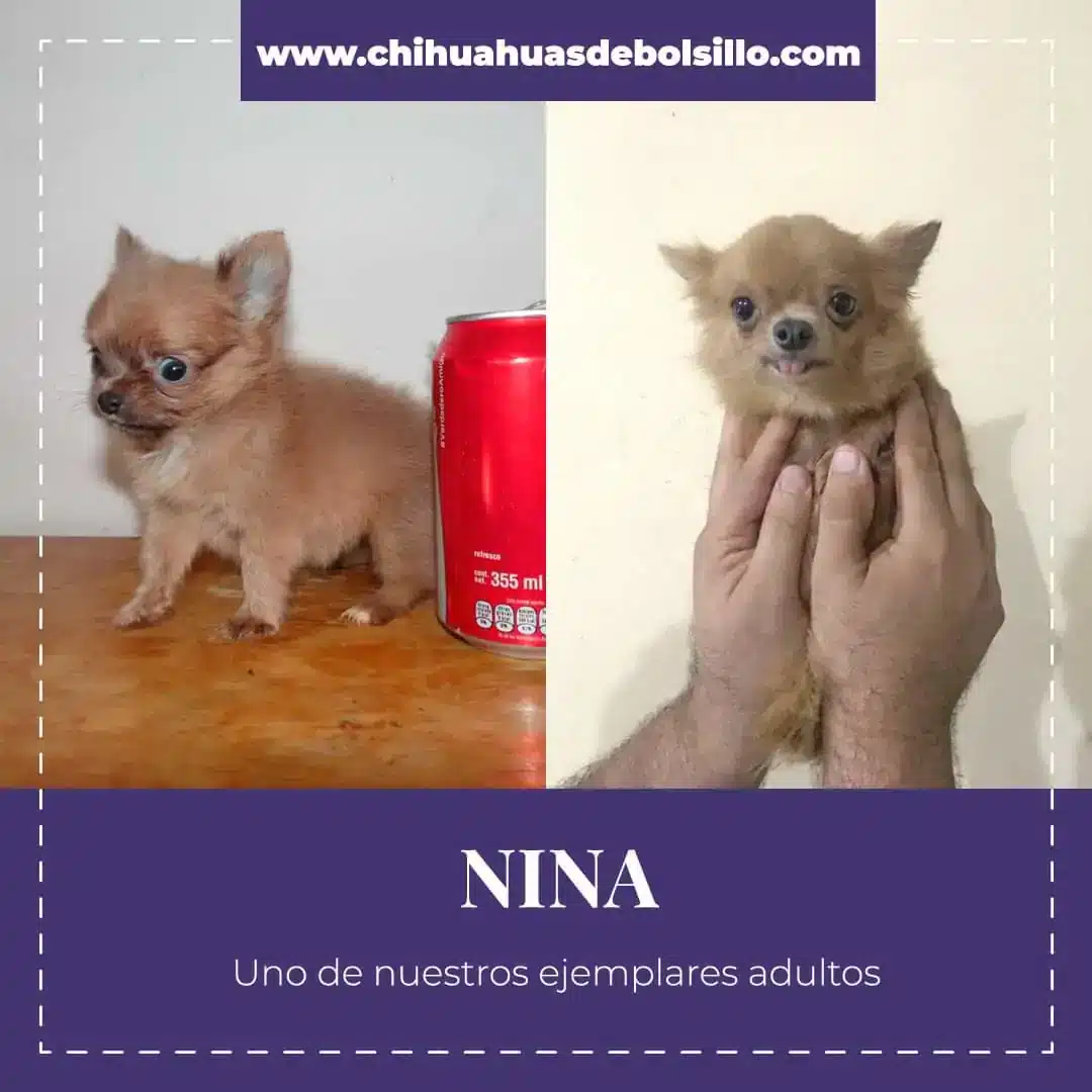 Venta de Chihuahuas Mexico