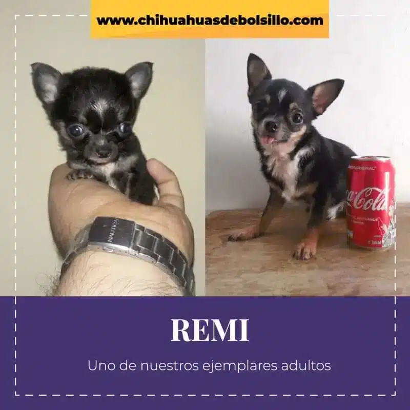 Venta de chihuahuas - Adulto