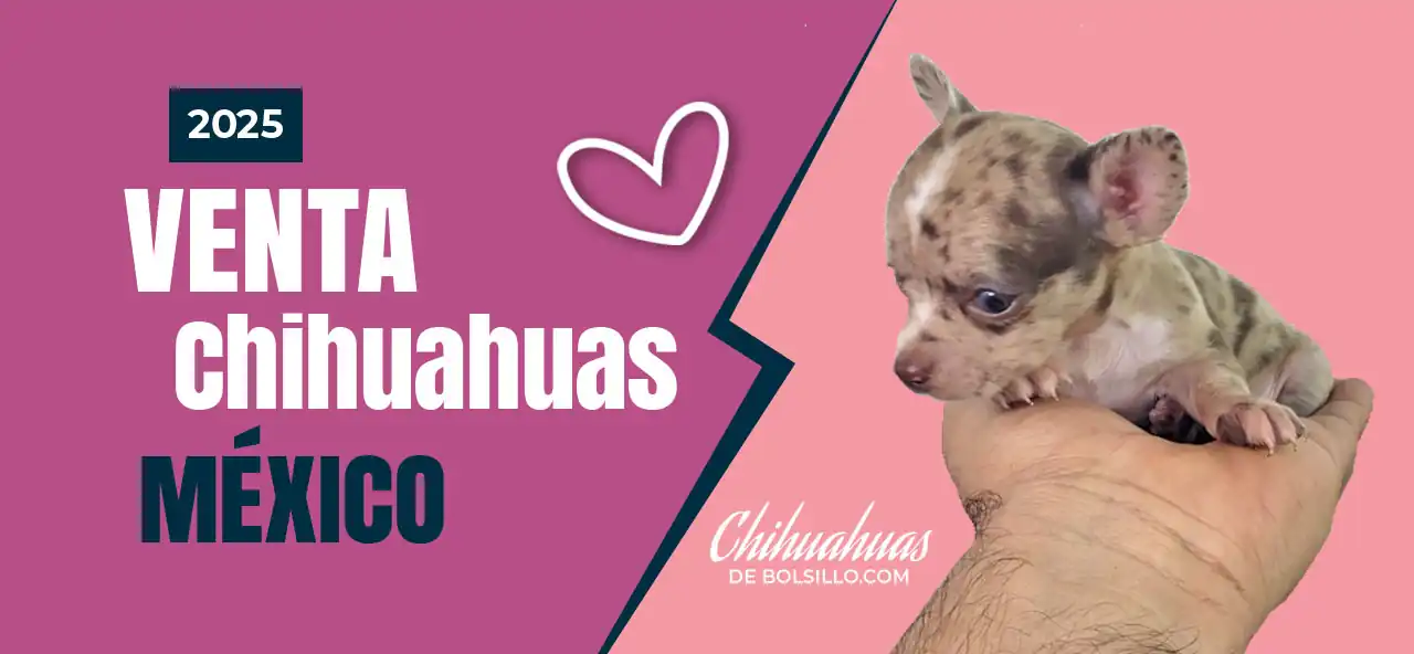 Cachorros Chihuahua en Venta