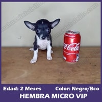 Hembra Negra & Blanco Micro Bolsillo VIP - 2 Meses